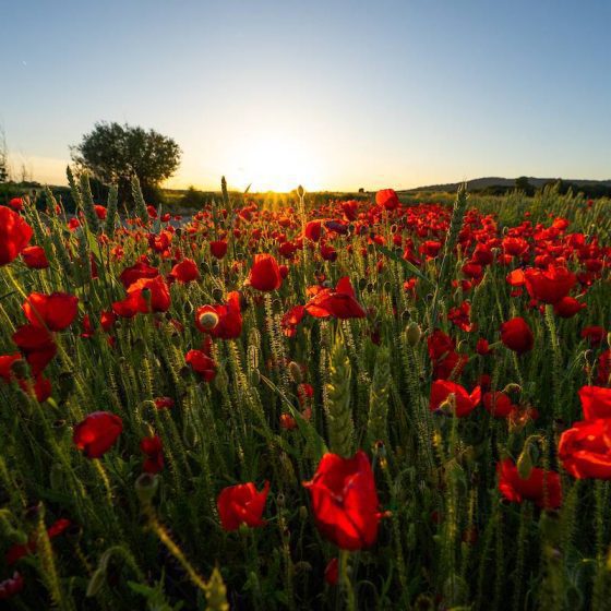 campos de amapolas